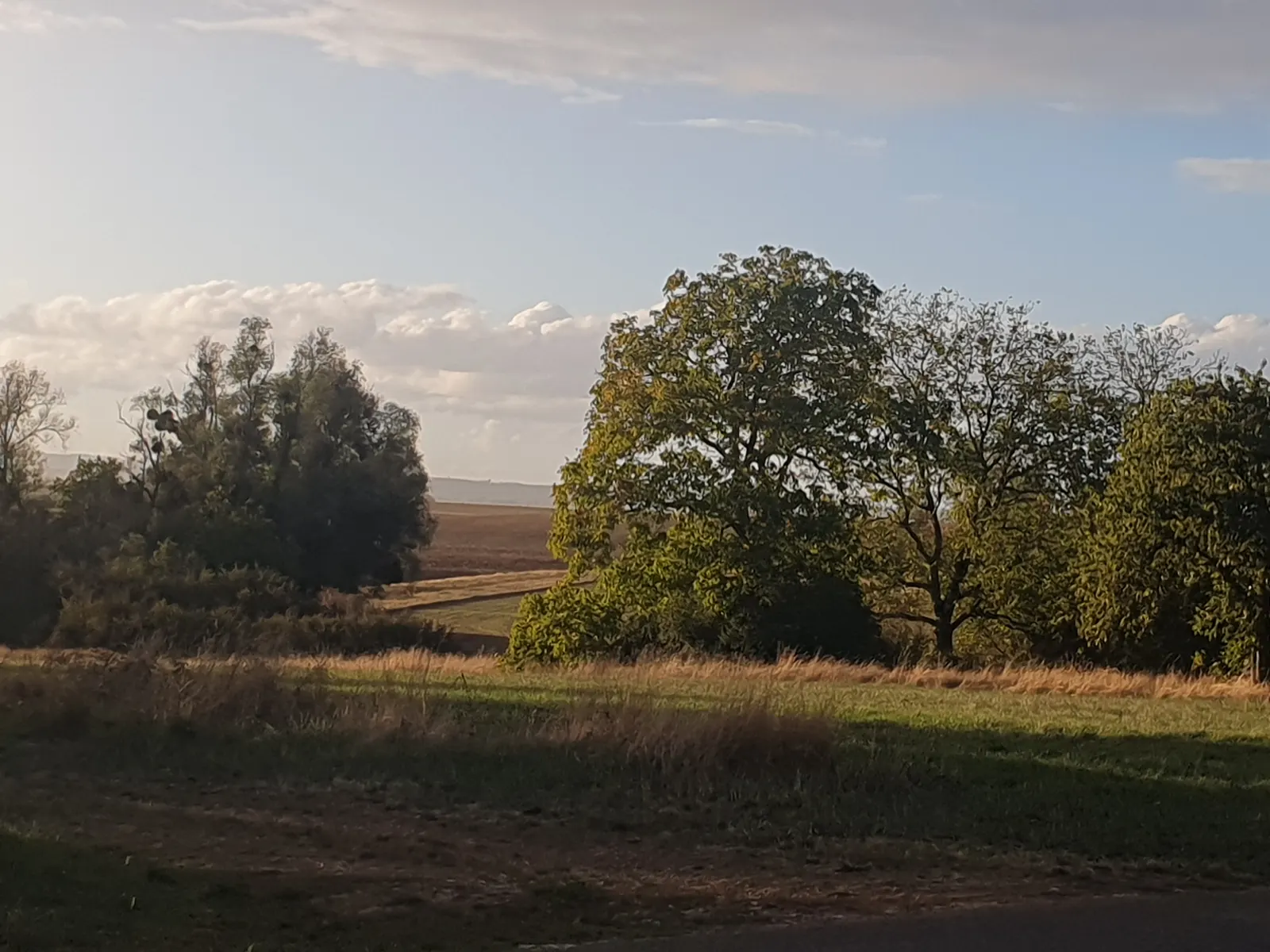 Les grands arbres et la prairie de La Bernière dans la lumière du soir.